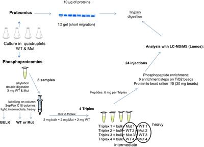 Identification of Hanks-Type Kinase PknB-Specific Targets in the Streptococcus thermophilus Phosphoproteome